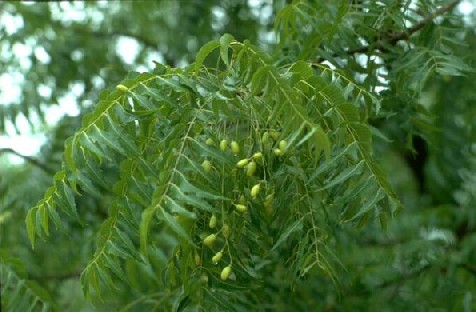 Neem Health Benefits, urinary tract infections. urinary tract infections.,beauty tips,health tips,advise,healthy life,skin care,neem oil,