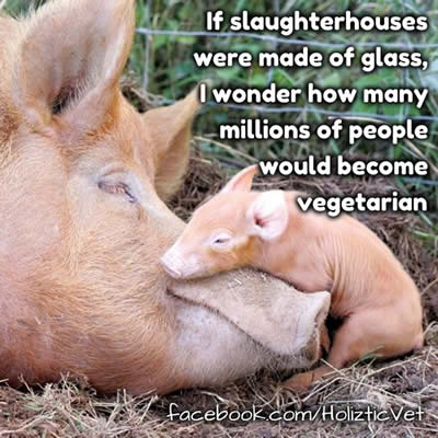 Quotes About Vegetarianism