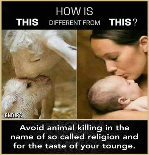 Avoid animal killing.... - Inspirational Quotes - Pictures - Motivational  Thoughts