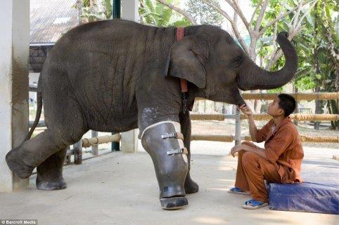 elephant Mosha , prosthetic leg, in 2007 ,save animal,Kindness , Inspirational Quotes, Pictures and Motivational Thought,