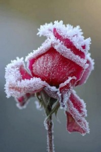 Life,Inspirational Quotes, Motivational Thoughts and Pictures,rose with ice