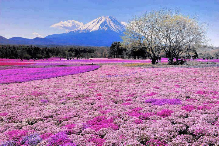 beautiful visiting places, tourism,  Mount Fuji. Japan.