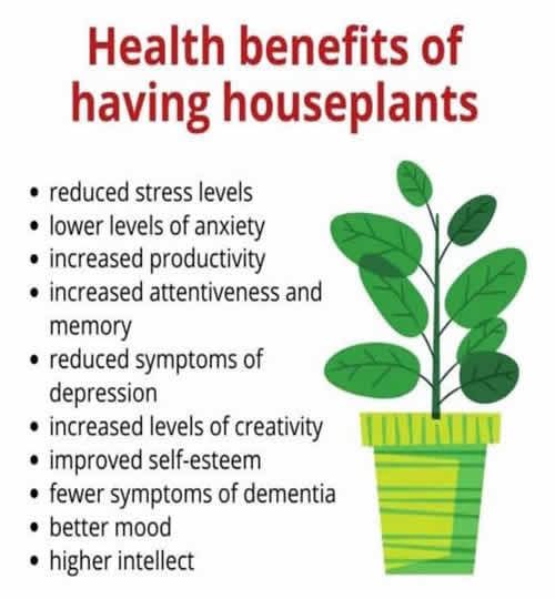 health benefits of having houseplants